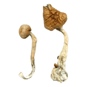 Buy African Transkei Magic