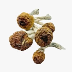 Buy B+ Magic Mushrooms