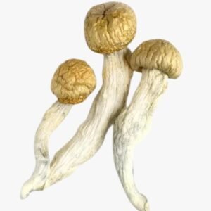 Texas Penis Envy Magic