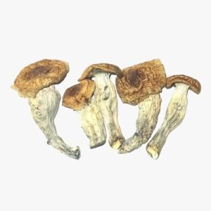 Tidal Wave Magic Mushrooms