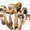 Buy Vietnamese Psilocybe Cubensis