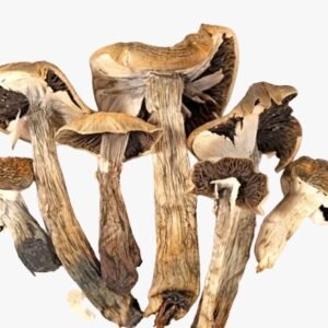 Buy Vietnamese Psilocybe Cubensis