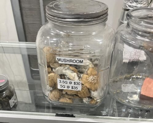legal magic mushroom alternatives