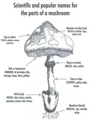 Understanding Mushroom Edibles