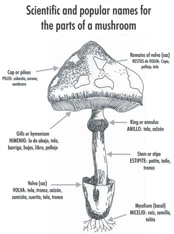 Understanding Mushroom Edibles