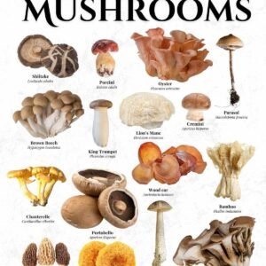 MUSHROOM EDIBLES